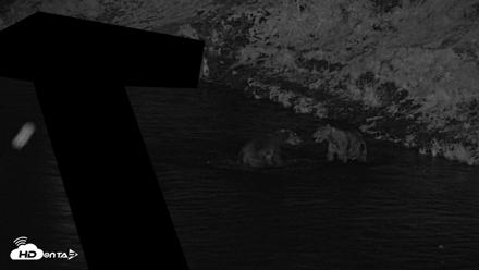 Kodiak Alaska Brown Bears Live Webcam - Aug 10, 2026, 11:16pm AKDT