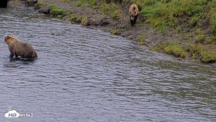 Kodiak Alaska Brown Bears Live Webcam - Aug 17, 2026, 4:07pm AKDT