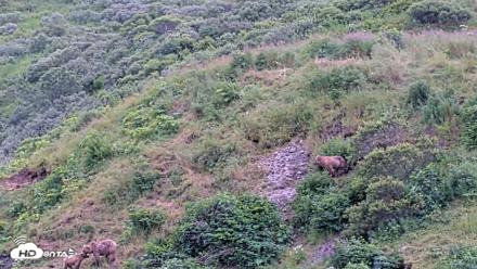 Kodiak Alaska Brown Bears Live Webcam - Aug 7, 2026, 3:17pm AKDT