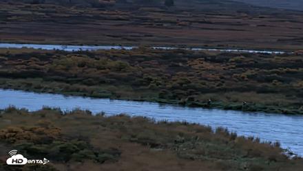 Kodiak Alaska Brown Bears Live Webcam - Oct 5, 2026, 8:01am AKDT