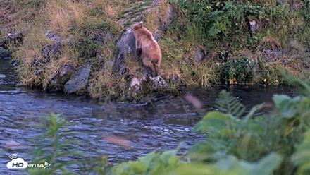 Kodiak Alaska Brown Bears Live Webcam - Aug 8, 2026, 10:25pm AKDT