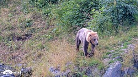 Kodiak Alaska Brown Bears Live Webcam - Aug 9, 2026, 11:56am AKDT