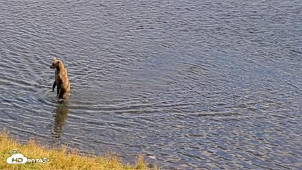 Kodiak Alaska Brown Bears Live Webcam - Aug 23, 2026, 4:50pm AKDT
