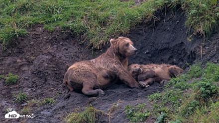Kodiak Alaska Brown Bears Live Webcam - Aug 17, 2026, 7:09pm AKDT