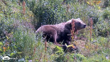 Kodiak Alaska Brown Bears Live Webcam - Aug 23, 2026, 1:26pm AKDT