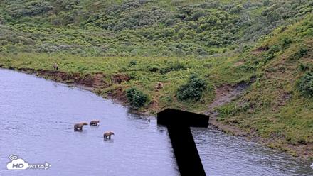 Kodiak Alaska Brown Bears Live Webcam - Aug 11, 2026, 4:28pm AKDT