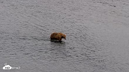 Kodiak Alaska Brown Bears Live Webcam - Aug 10, 2026, 9:24pm AKDT
