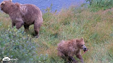 Kodiak Alaska Brown Bears Live Webcam - Aug 12, 2026, 2:44pm AKDT