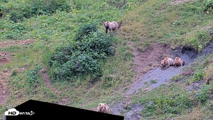 Kodiak Alaska Brown Bears Live Webcam - Aug 3, 2026, 2:13pm AKDT