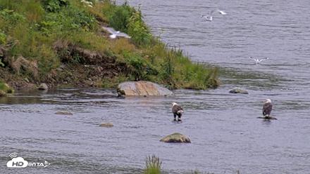 Kodiak Alaska Brown Bears Live Webcam - Aug 4, 2026, 8:25pm AKDT