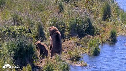Kodiak Alaska Brown Bears Live Webcam - Jul 30, 2026, 11:09am AKDT