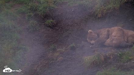 Kodiak Alaska Brown Bears Live Webcam - Aug 13, 2026, 5:34pm AKDT