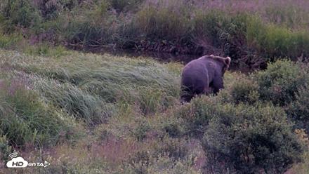 Kodiak Alaska Brown Bears Live Webcam - Aug 14, 2026, 7:02am AKDT