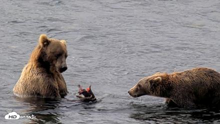 Kodiak Alaska Brown Bears Live Webcam - Aug 18, 2026, 10:02am AKDT