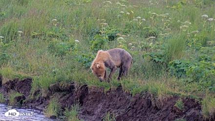 Kodiak Alaska Brown Bears Live Webcam - Jul 28, 2026, 9:34pm AKDT