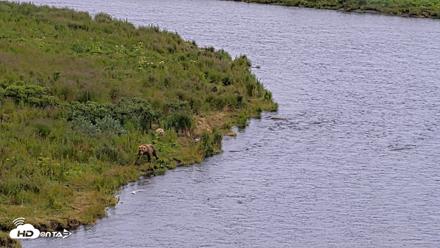 Kodiak Alaska Brown Bears Live Webcam - Aug 4, 2026, 4:31pm AKDT