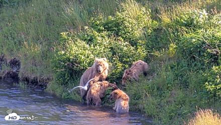 Kodiak Alaska Brown Bears Live Webcam - Jul 24, 2026, 6:47pm AKDT