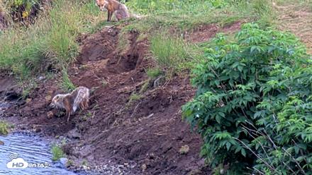 Kodiak Alaska Brown Bears Live Webcam - Aug 1, 2026, 8:27pm AKDT