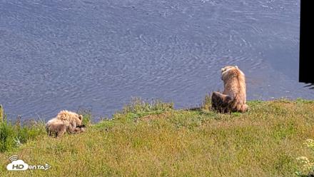 Kodiak Alaska Brown Bears Live Webcam - Aug 2, 2026, 5:02pm AKDT