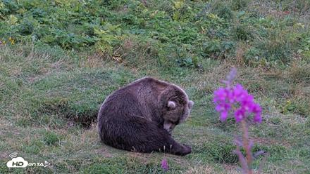 Kodiak Alaska Brown Bears Live Webcam - Aug 21, 2026, 7:49pm AKDT
