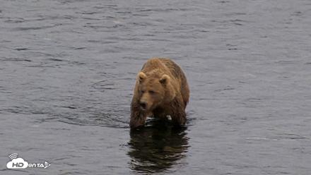 Kodiak Alaska Brown Bears Live Webcam - Aug 10, 2026, 9:23pm AKDT