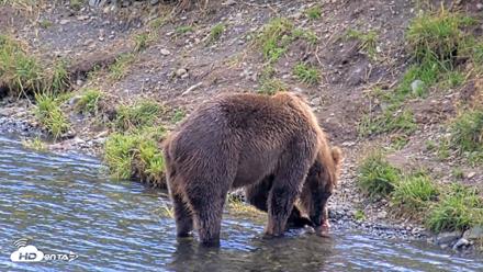 Kodiak Alaska Brown Bears Live Webcam - Aug 22, 2026, 3:47pm AKDT