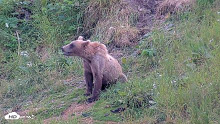 Kodiak Alaska Brown Bears Live Webcam - Aug 1, 2026, 7:58pm AKDT