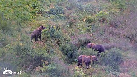 Kodiak Alaska Brown Bears Live Webcam - Aug 12, 2026, 4:36pm AKDT