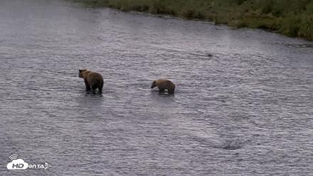 Kodiak Alaska Brown Bears Live Webcam - Aug 12, 2026, 8:50pm AKDT