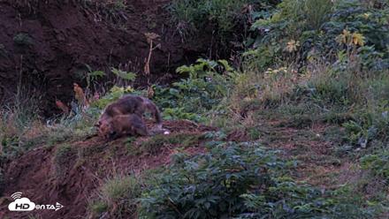 Kodiak Alaska Brown Bears Live Webcam - Aug 12, 2026, 6:34am AKDT