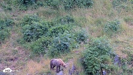 Kodiak Alaska Brown Bears Live Webcam - Aug 7, 2026, 5:46pm AKDT