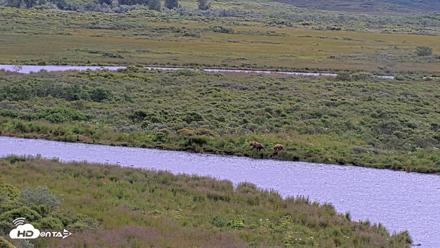 Kodiak Alaska Brown Bears Live Webcam - Aug 6, 2026, 1:07pm AKDT
