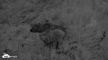 Kodiak Alaska Brown Bears Live Webcam - Aug 2, 2026, 11:01pm AKDT