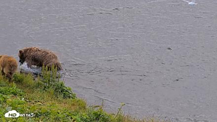 Kodiak Alaska Brown Bears Live Webcam - Aug 2, 2026, 9:00am AKDT