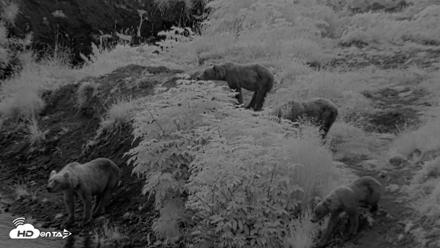 Kodiak Alaska Brown Bears Live Webcam - Aug 12, 2026, 6:21am AKDT