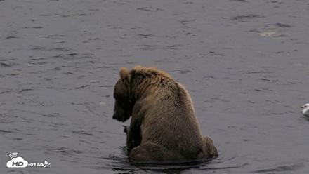 Kodiak Alaska Brown Bears Live Webcam - Aug 17, 2026, 8:42pm AKDT