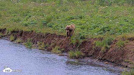 Kodiak Alaska Brown Bears Live Webcam - Aug 2, 2026, 11:18am AKDT