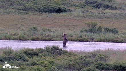 Kodiak Alaska Brown Bears Live Webcam - Aug 22, 2026, 7:50pm AKDT
