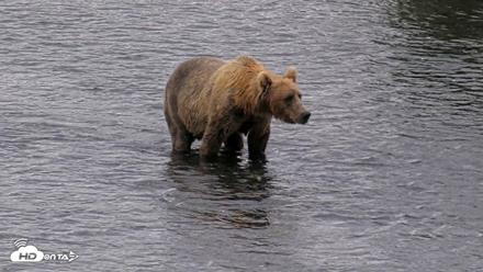 Kodiak Alaska Brown Bears Live Webcam - Aug 13, 2026, 11:47am AKDT