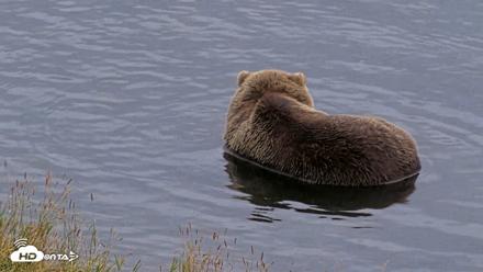 Kodiak Alaska Brown Bears Live Webcam - Aug 20, 2026, 8:26pm AKDT