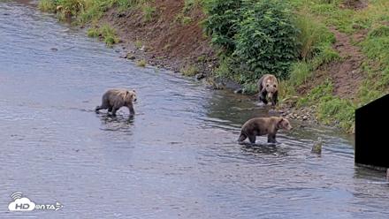 Kodiak Alaska Brown Bears Live Webcam - Aug 21, 2026, 7:59am AKDT