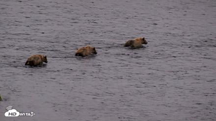 Kodiak Alaska Brown Bears Live Webcam - Jul 31, 2026, 10:37pm AKDT