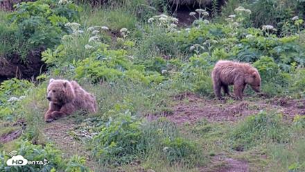 Kodiak Alaska Brown Bears Live Webcam - Jul 23, 2026, 11:26am AKDT