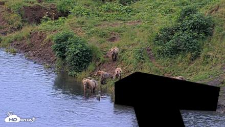 Kodiak Alaska Brown Bears Live Webcam - Aug 6, 2026, 7:10am AKDT