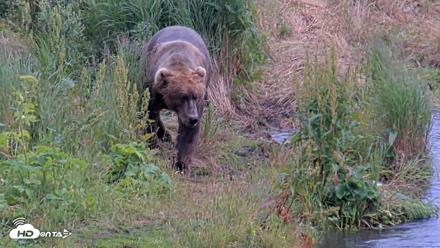 Kodiak Alaska Brown Bears Live Webcam - Aug 7, 2026, 5:18pm AKDT