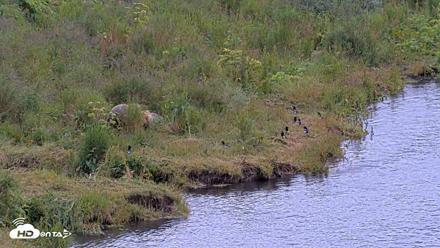 Kodiak Alaska Brown Bears Live Webcam - Aug 2, 2026, 12:22pm AKDT