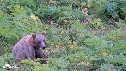 Kodiak Alaska Brown Bears Live Webcam - Aug 3, 2026, 2:48pm AKDT