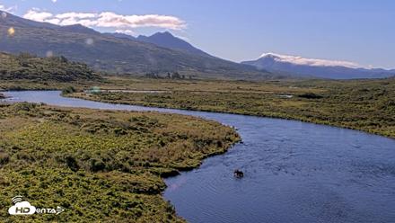 Kodiak Alaska Brown Bears Live Webcam - Aug 23, 2026, 9:52am AKDT