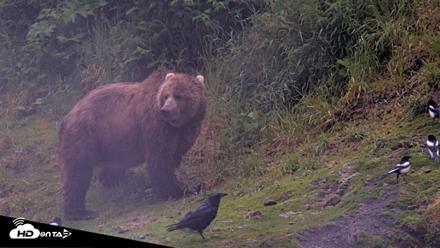 Kodiak Alaska Brown Bears Live Webcam - Jul 22, 2026, 6:47am AKDT