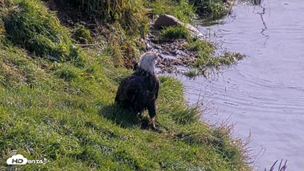 Kodiak Alaska Brown Bears Live Webcam - Oct 8, 2026, 12:47pm AKDT